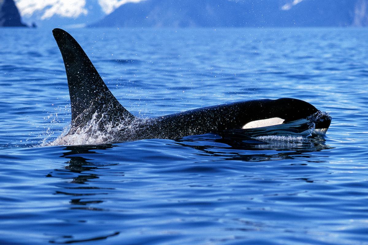 Alaskan Wildlife Cruise